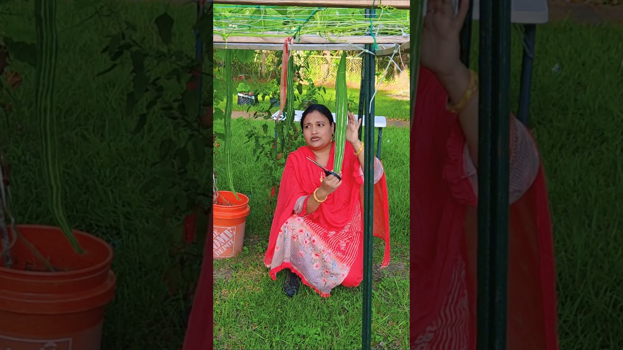 আমেরিকায় বীজের প্রচুর দাম। #foryou #gardening #shortsvideo #garden
