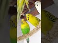 #modapet #birds  #petsfofinhos #parrot #pets #viralvideo #lovebirds #periquitosaustralianos