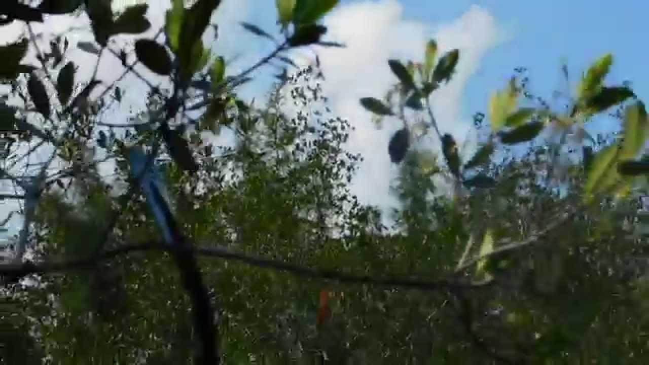 Assassin Kayak Paddle Lure Rescue