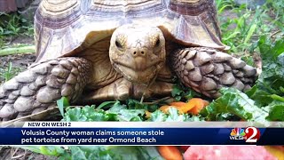 Pet tortoise stolen from a yard in Ormond Beach