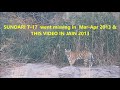 LAST SIGHTING OF SUNDARI T-17 with Cubs, IN TOURIST AREA. RARE VIDEO OF SUNDARI DAUGHTER OF MUCHLI