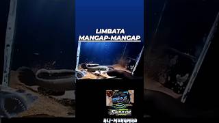 LIMBATA WC PALING GALAK NIH!!🔥👿 #ali_muhamad #hobby #fish #channa #limbata