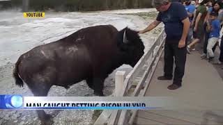 Video: Man caught petting bison at Yellowstone National Park