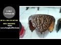 Harga Burung Lovebird Di Sukahaji Bandung