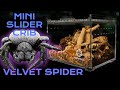 Velvet spider set up and rehouse into slider crib mini  eresus albopictus