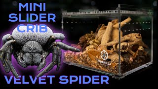 Velvet Spider Set Up and Rehouse into Slider Crib Mini | Eresus albopictus