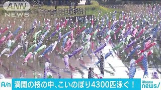 気持ちよさそう～満開の桜の中　鯉のぼり4300匹泳ぐ(18/04/01)