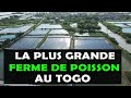 Pisciculture  la dcouverte de la plus grande ferme dlevage de poisson tilapia au togo lofty