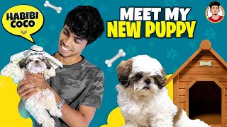 Meet My New Puppy | Habibi CoCo | My New Friend ❤| Shih Tzu | Naveen's Thought