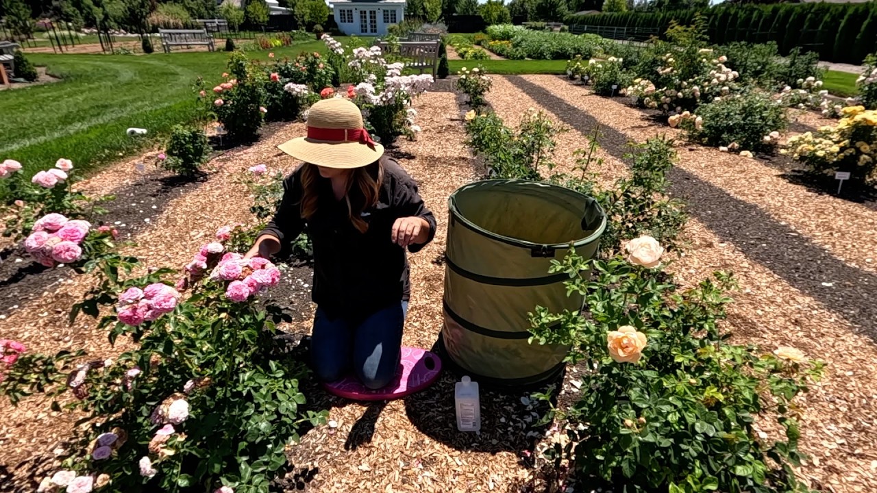 Planting a Few Things & Deadheading the Whole Rose Garden! 🌿🌹✂️ // Garden Answer