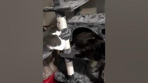 new cat tree + cat nip