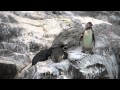 葛西臨海水族園　突き落とされたペンギン の動画、YouTube動画。