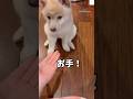 必死すぎる‼️子犬のお手が可愛すぎる😂　　　#子犬　#柴犬　#白柴　#犬　#かわいい犬