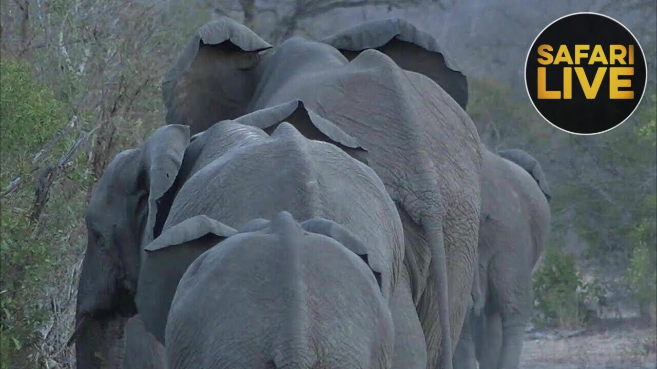 leopard print safariLIVE - Sunset Safari - October 10, 2018- Part 1