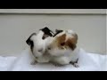animal love