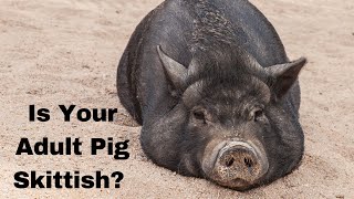 Building a Bond with a Shy Older Mini Pig: Effective Methods Revealed by Autumn Acres Mini Pet Pigs 227 views 9 months ago 26 minutes