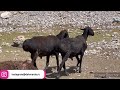 Гиссарские овцы и аборигенные САО Таджикистана саги дахмарда Ходжи Шарифа и чабана Салохиддина