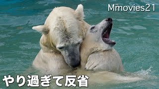 Polar Bear Mom and daughter やり過ぎちゃったララ ホッキョクグマ親子