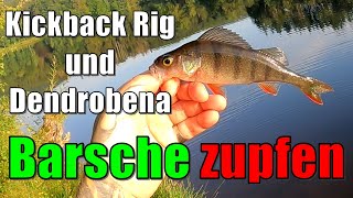 Kickback Rig und Dendrobena | Barsche zupfen | Rursee 2024