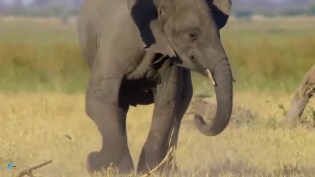 OMG! Elephants God Too strong save Baby from 5Lion, The big battle of two Great Species !