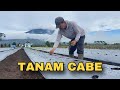 Penanaman cabe dengan metode paling tepat