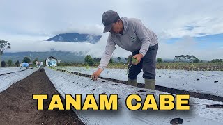 Penanaman cabe dengan metode paling tepat