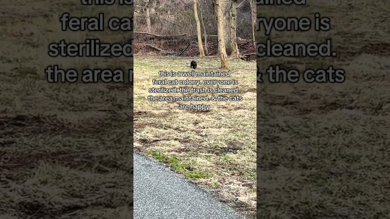 how i started an animal rescue & why 