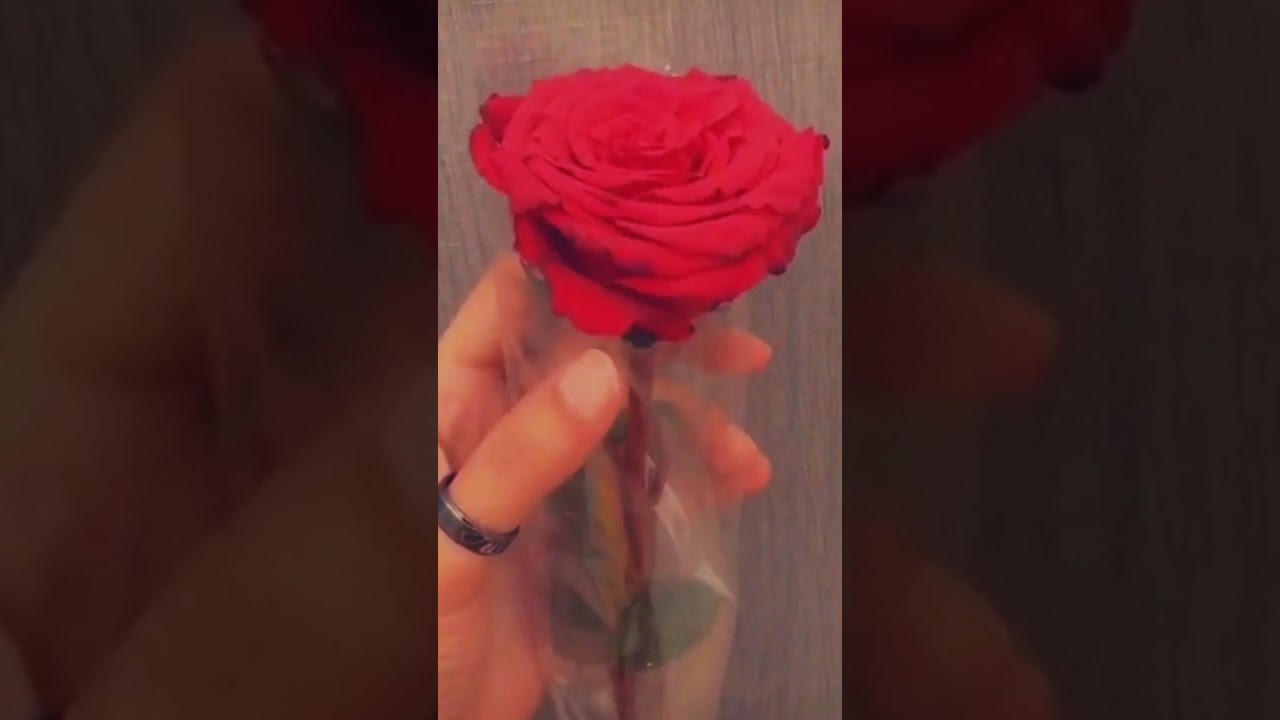 Red sanu rose🌹 status ll rose day status ll nature status l viral ll trending 