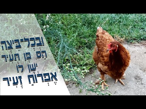 ביצי האפרוחים שלנו רק שבוע לפני בקיעה