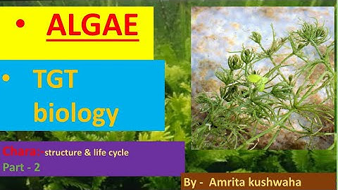 CHARA :- sexual reproduction part - 2