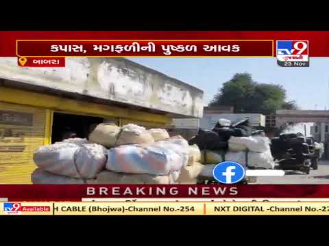 Amreli: Farmers rejoice over getting fair prices against cotton and groundnuts| TV9News