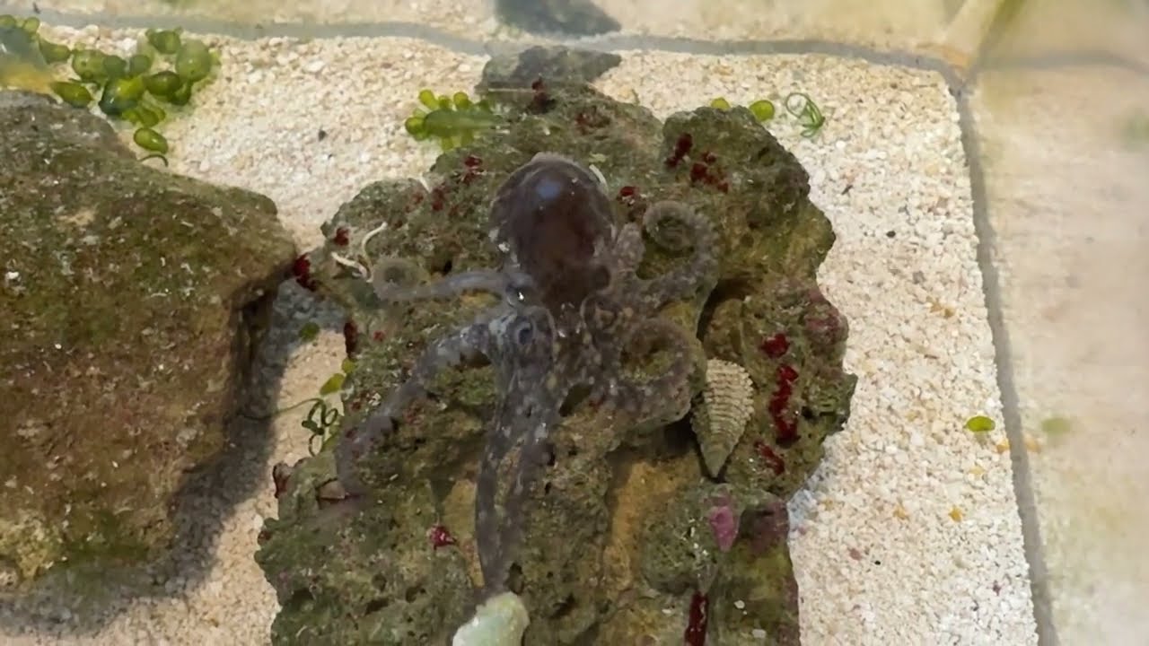 feeding octopuses at 5 months