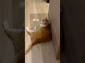 猫に爪切り再トライ。