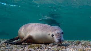 SCUBA diving with Australian Sea Lions | Langton Island off Port Lincoln with Calypso Star Charters