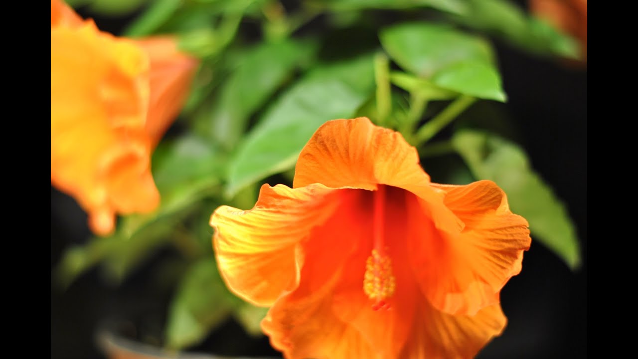 Timelapse of a Blooming Hibiscus Flower YouTube
