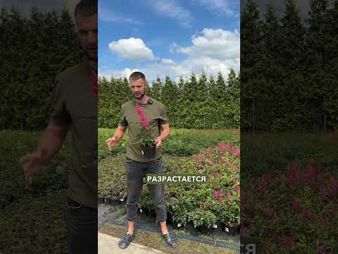 Videó: Astilbe növények máshová költöztetése – Tippek az Astilbe átültetéséhez a kertekbe