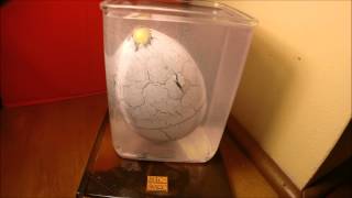 Hatching Dinosaur Egg Time Lapse Video