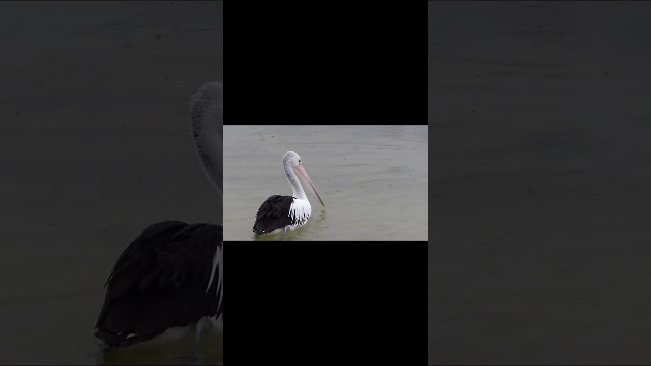 Pelikan - Pelican - Pelecanidae