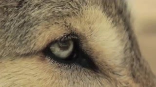 Cómo los Lobos cambian los ríos (subtitulado)