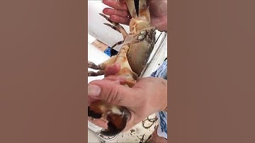 How to Remove Stone Crab Claws Short Video Clip #shorts RipnReelz