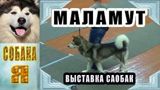 Маламут, региональная Выставка Собак всех пород, Архангельск. Маламут, региональная Выставка Собак всех пород, Архангельск.