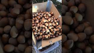 How To Crack 1000 Hazelnuts in 10 Seconds With DIY Nutcracker Machine #shorts