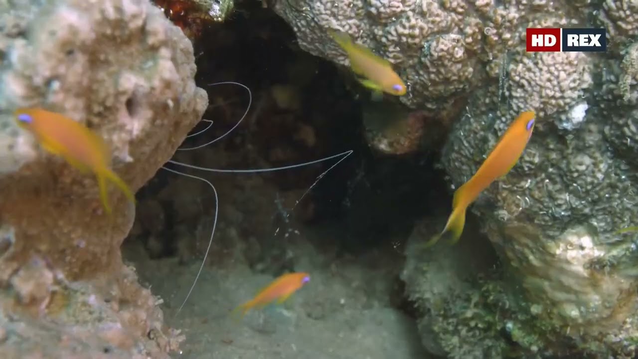 Какие чистильщики в Красном море обслуживают лирохвостых антиасов (Pseudanthias squamipinnis) ?