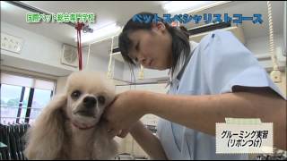 国際ペット総合専門学校にある学科の違いと学費について