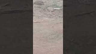 #beats both big 🦎 lizard fight each other #daily