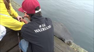 Alert Bay - Sea Bird Rescued by Fishermen