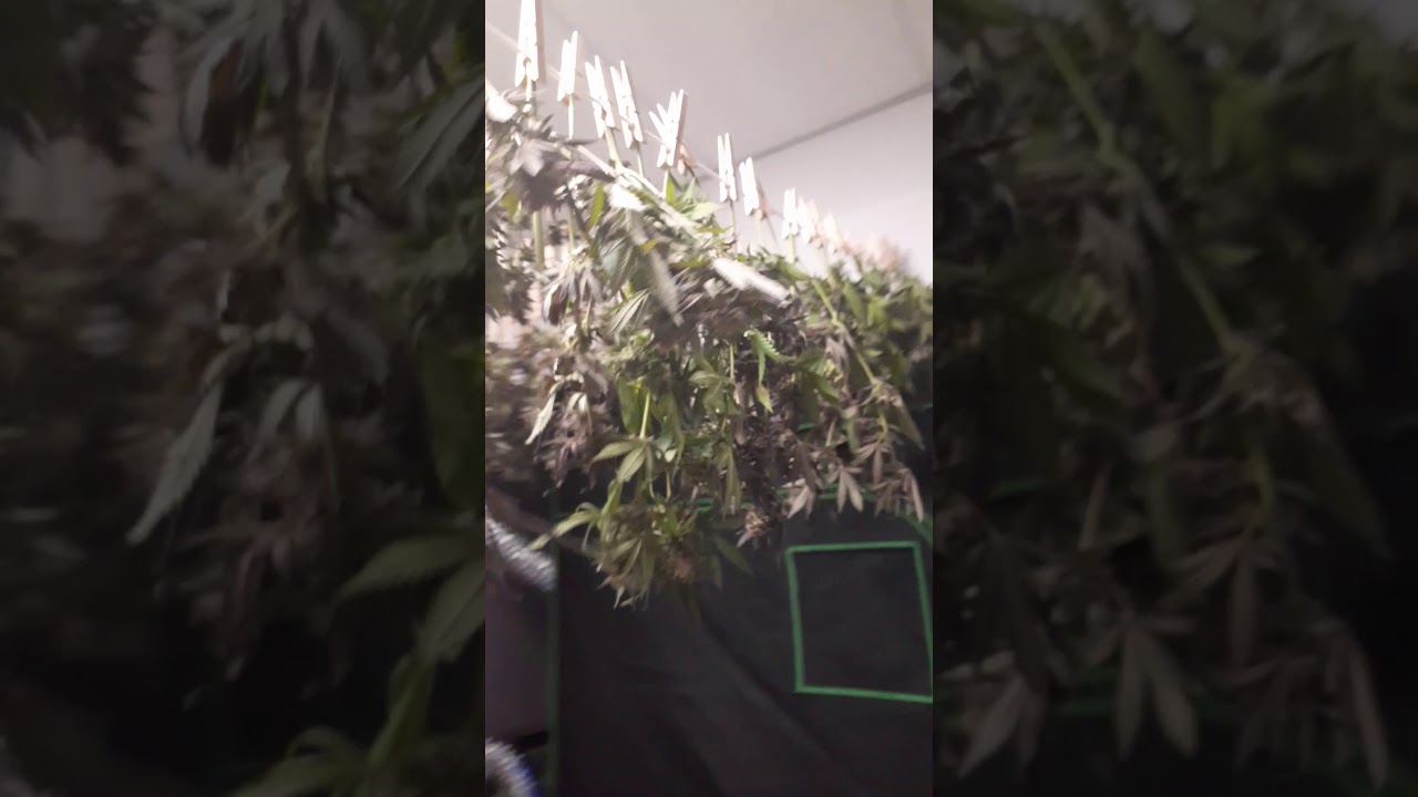 Harvest time. purple 52