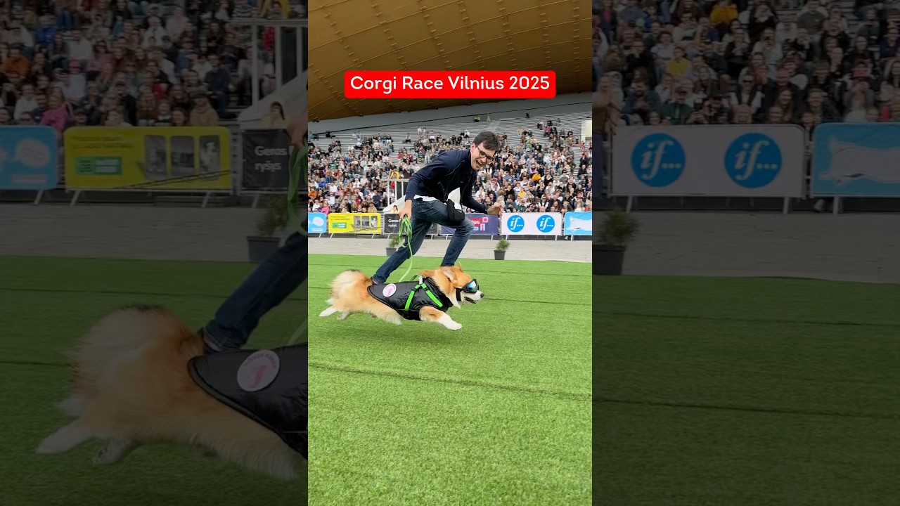 Corgis racing in Vilnius. No more words needed.  