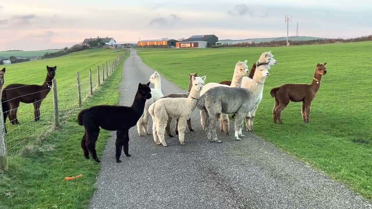 Alpacas eat.....Grass