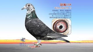 【黃純正】T22-249135